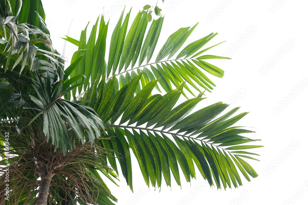 Naklejka premium palm tree isolated on white