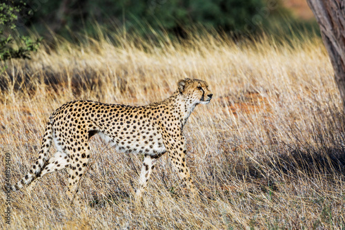 Cheetah walking in grass in Kgalagadi transfrontier park, South Africa ; Specie Acinonyx jubatus family of Felidae