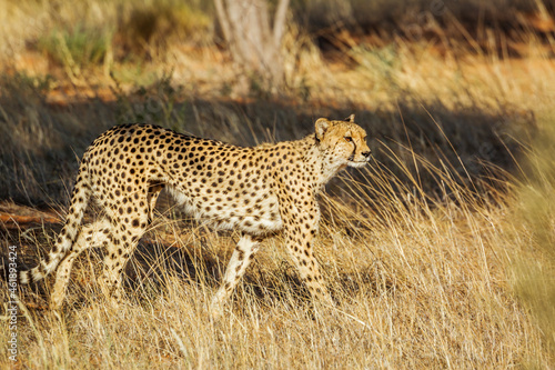 Cheetah walking in grass in Kgalagadi transfrontier park, South Africa ; Specie Acinonyx jubatus family of Felidae