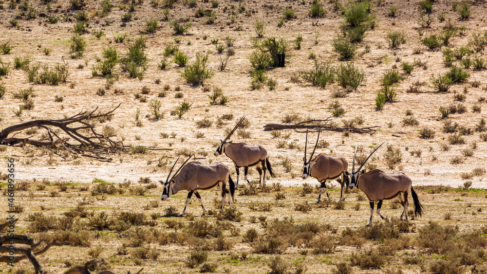 Four South African Oryx walking in dry land in Kgalagadi transfrontier park, South Africa; specie Oryx gazella family of Bovidae Four South African Oryx walking in dry land in Kgalagadi transfrontier park, South Africa; specie Oryx gazella family of Bovidae