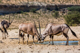 Two South African Oryx dueling at waterhole in Kgalagadi transfrontier park, South Africa; specie Oryx gazella family of Bovidae