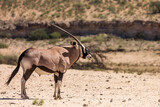 South African Oryx standing in desert area in Kgalagadi transfrontier park, South Africa; specie Oryx gazella family of Bovidae