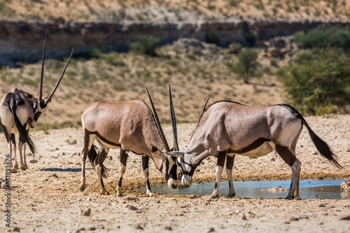 Two South African Oryx dueling at waterhole in Kgalagadi transfrontier park, South Africa; specie Oryx gazella family of Bovidae