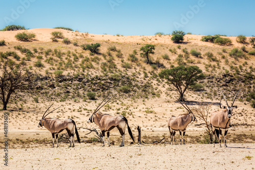 Four South African Oryx in desert dune scenery in Kgalagadi transfrontier park, South Africa; specie Oryx gazella family of Bovidae