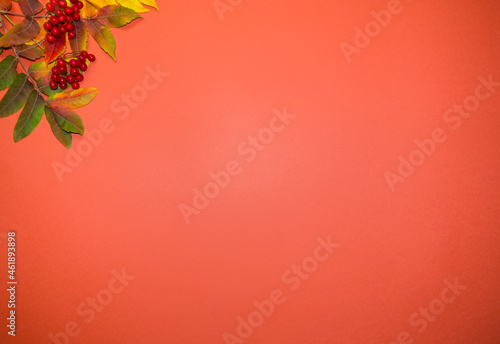 Beautiful bright autumn leaves on orange paper background with copy space