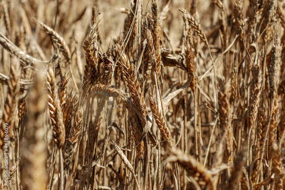 Drought wheat field. Dry climate destroyed crops and harvest. Withered wheat on the field at summer. Climate change and global warming. Drought wheat field. Dry climate destroyed crops and harvest. Withered wheat on the field at summer. Climate change and global warming.