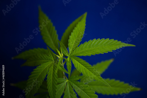 a young cannabis bush on a blue background