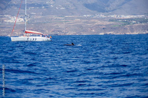 Pilot whale at Tenerife