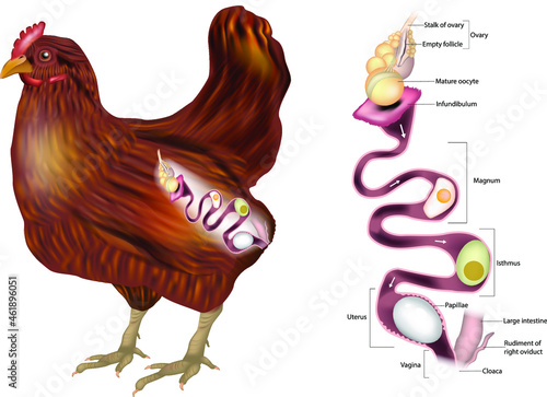 The Hen's reproductive system showing the ovary and the various sections of the oviduct.Chicken Egg Formation. Chicken oviduct segments. Embryology of chicken photo