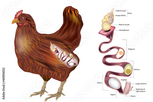 The Hen's reproductive system showing the ovary and the various sections of the oviduct.Chicken Egg Formation. Chicken oviduct segments. Embryology of chicken photo