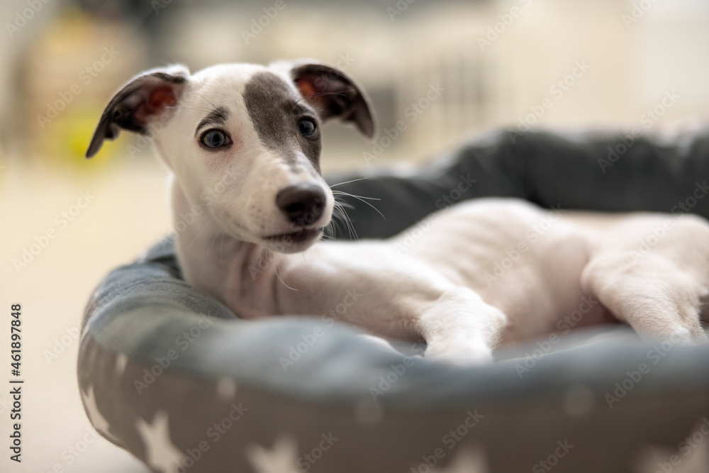 Cute pet whippet puppy resting in her bed