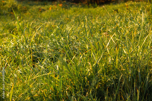 green grass after rain autumn