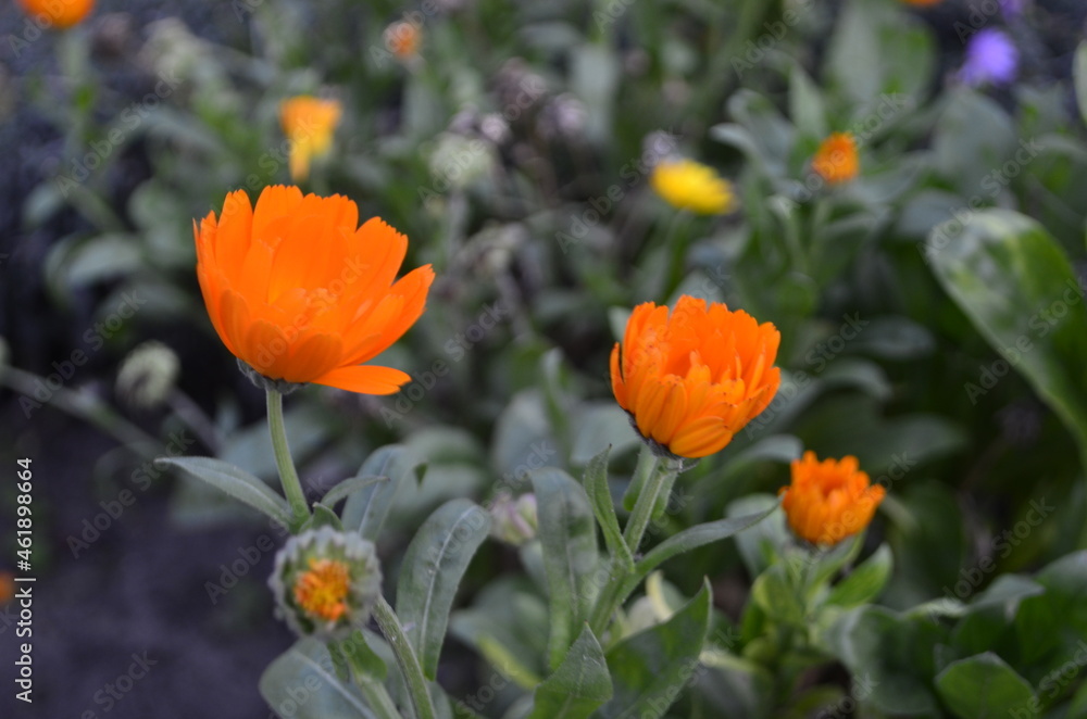 beautiful orange flower in the garden beautiful orange flower in the garden