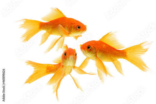 Goldfish swimming isolated on white background