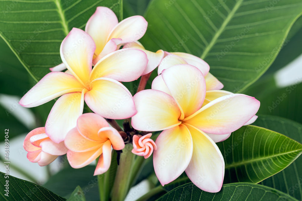 Plumeria Plumeria