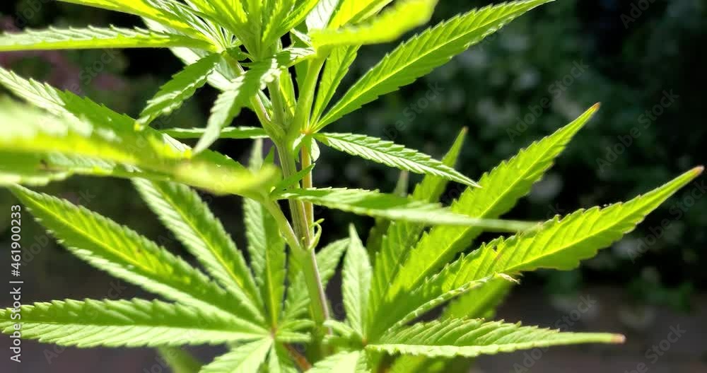 Baby hemp cannabis plant with pretty leaves in the sunlight. Shot in 4k. Baby hemp cannabis plant with pretty leaves in the sunlight. Shot in 4k.