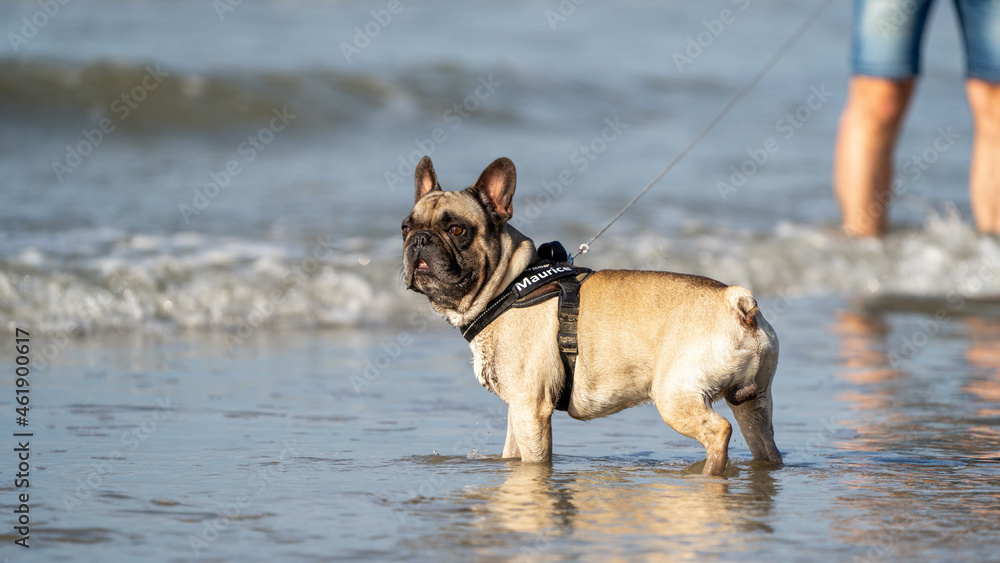 english bulldog running on the beach