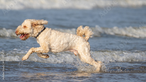 dog running on the beach at summer time © LDC