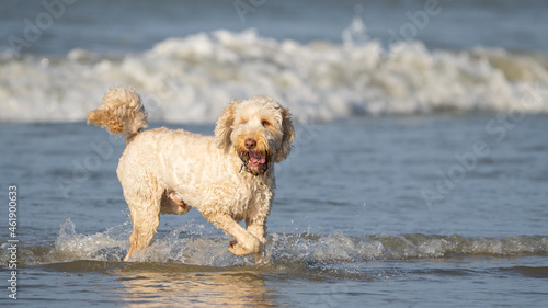 dog running on the beach at summer time © LDC