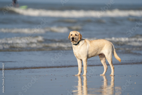 golden retriever on beach