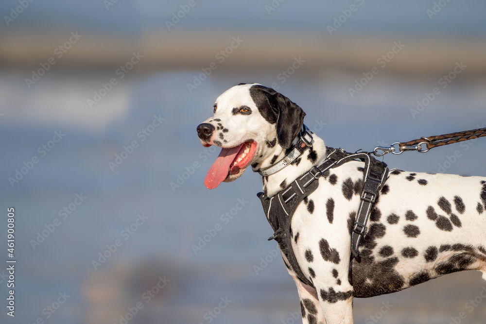 Dalmation dog at the beach enjoying the sun, playing in the sand at summertime Dalmation dog at the beach enjoying the sun, playing in the sand at summertime