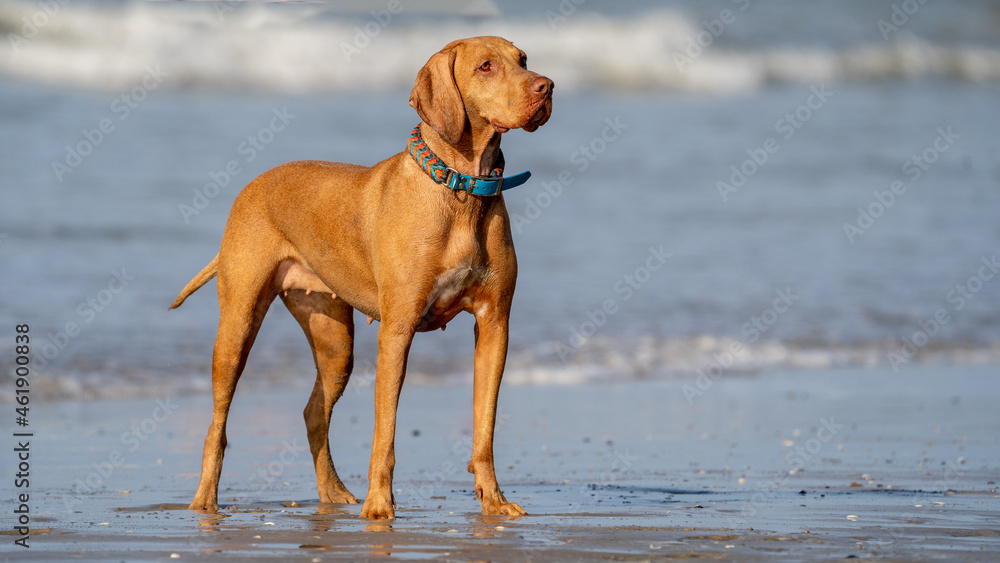 visla dog on the beach at summer time visla dog on the beach at summer time