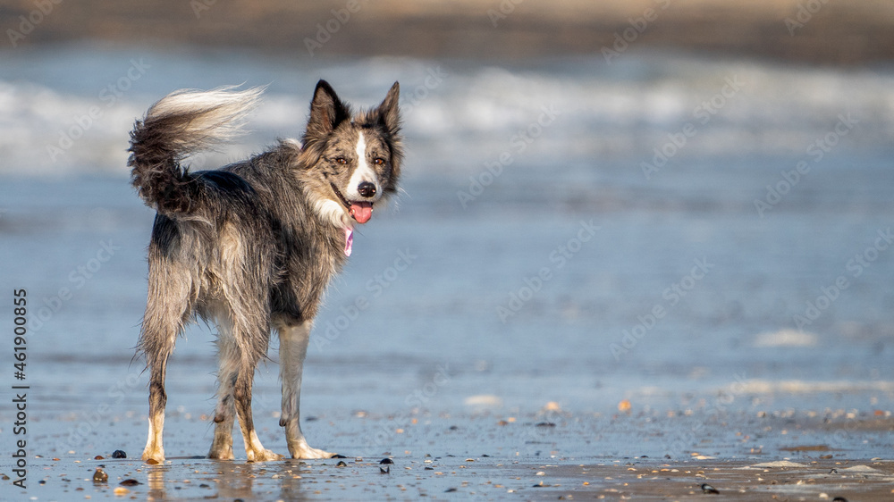 Dog running in the water and enjoying the sun at the beach. Dog having fun at sea in summer.