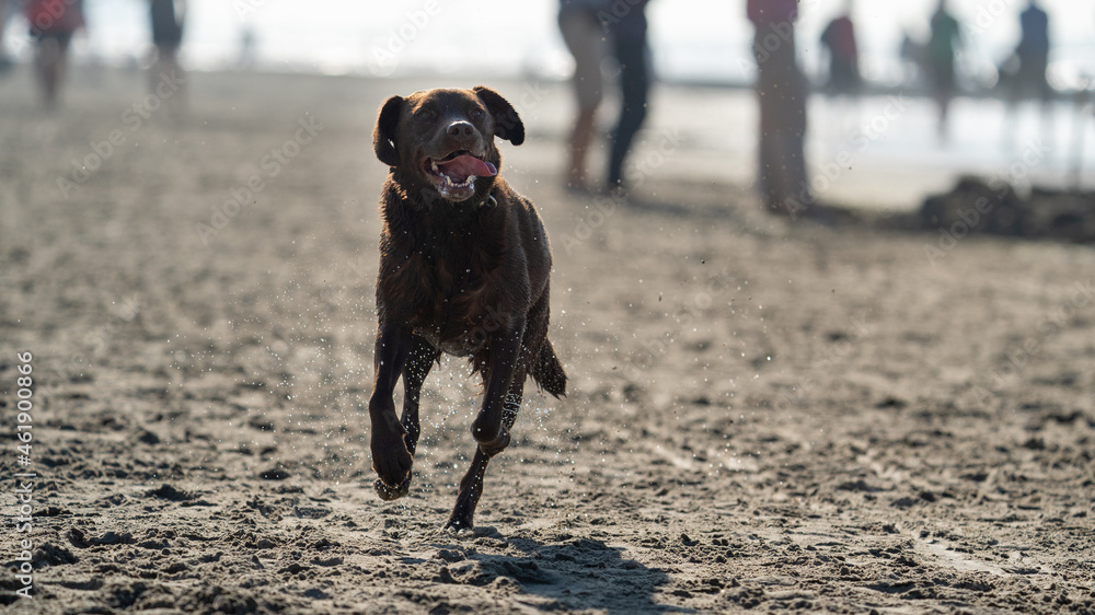 dog running on the beach at summer time with the sun in his back dog running on the beach at summer time with the sun in his back