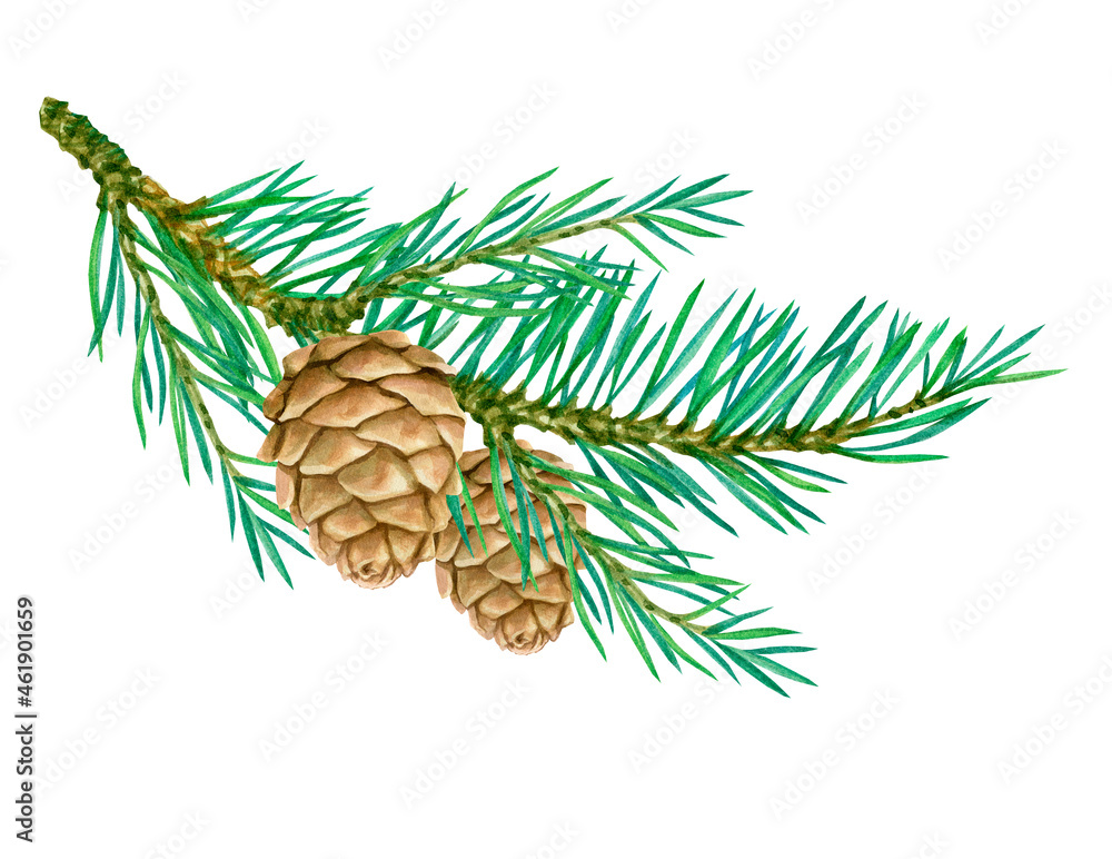 Twig with cones isolated on white background for your christmas design. Watercolor illustrations Twig with cones isolated on white background for your christmas design. Watercolor illustrations