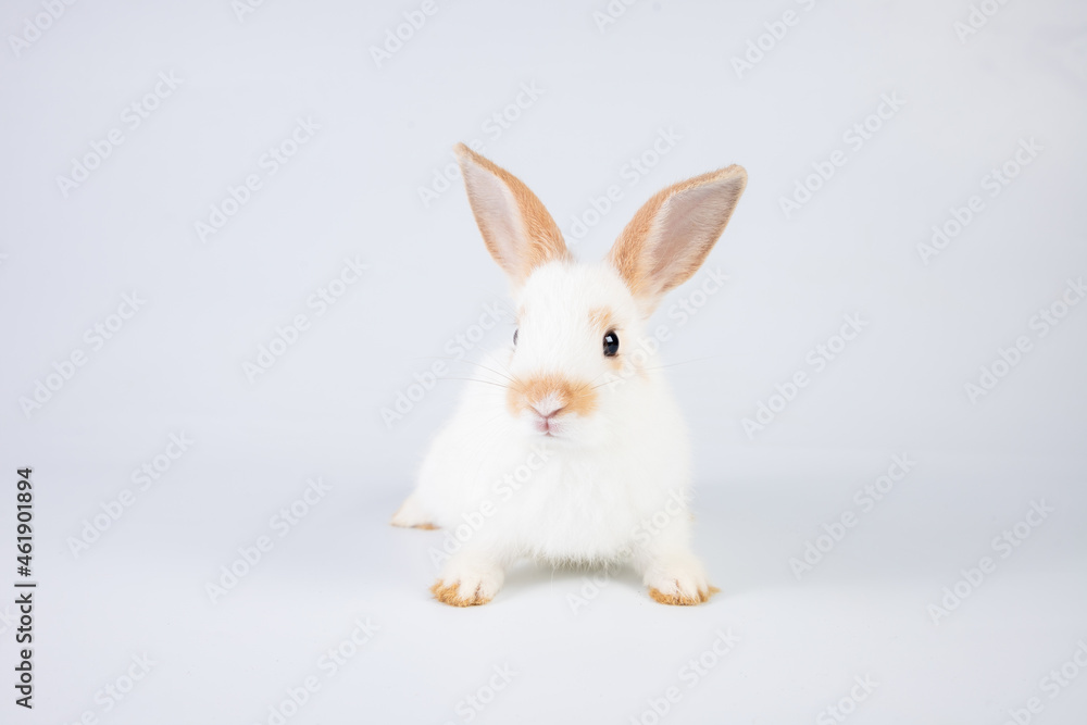 Little white and brown rabbit eating cabbage on isolated white or old rose background at studio. It's small mammals in the family Leporidae of the order Lagomorpha. Animal studio portrait. Little white and brown rabbit eating cabbage on isolated white or old rose background at studio. It's small mammals in the family Leporidae of the order Lagomorpha. Animal studio portrait.
