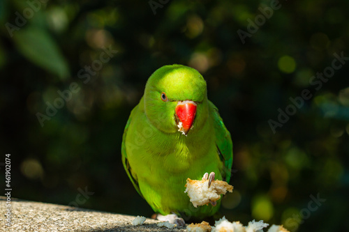 Canvas-taulu Kramer's Parakeet (Psittacula krameri), green with reddish beak on the wall eating bread