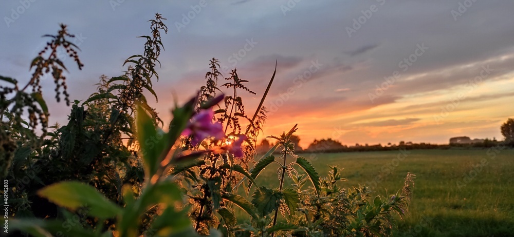Fototapeta premium Blühender Sonnenuntergang