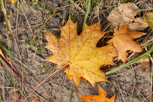 Maple leaf on a sandy forest road in autumn
