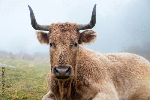portrait of a cow in a foggy day