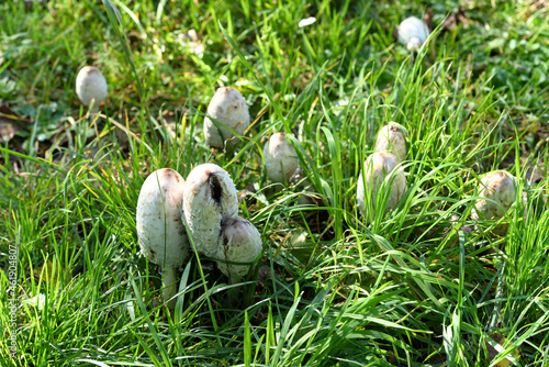 White mushroom in green grass and yellow leaves.