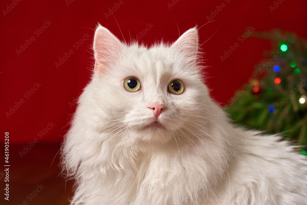 cute white pet cat on red background for new year christmas card cute white pet cat on red background for new year christmas card