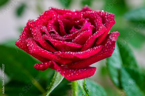 Red rose petals with rain drops closeup.