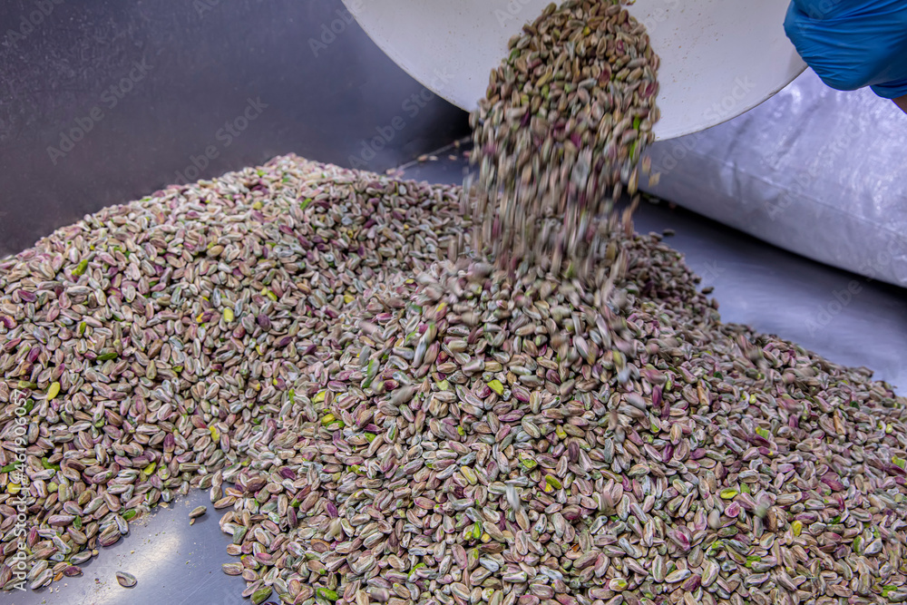 Preparation of pistachios in a baklava factory. A background of