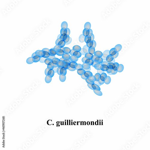 C. guilliermondii candida. Pathogenic yeast-like fungi of the Candida type morphological structure. Vector illustration