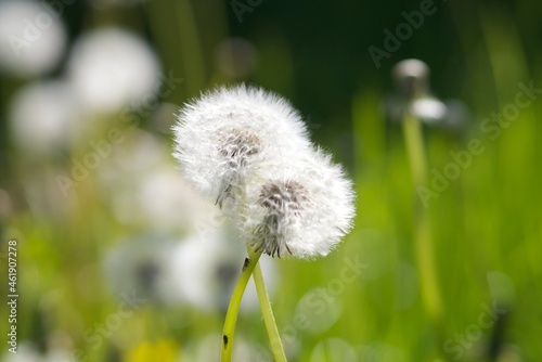 dandelions