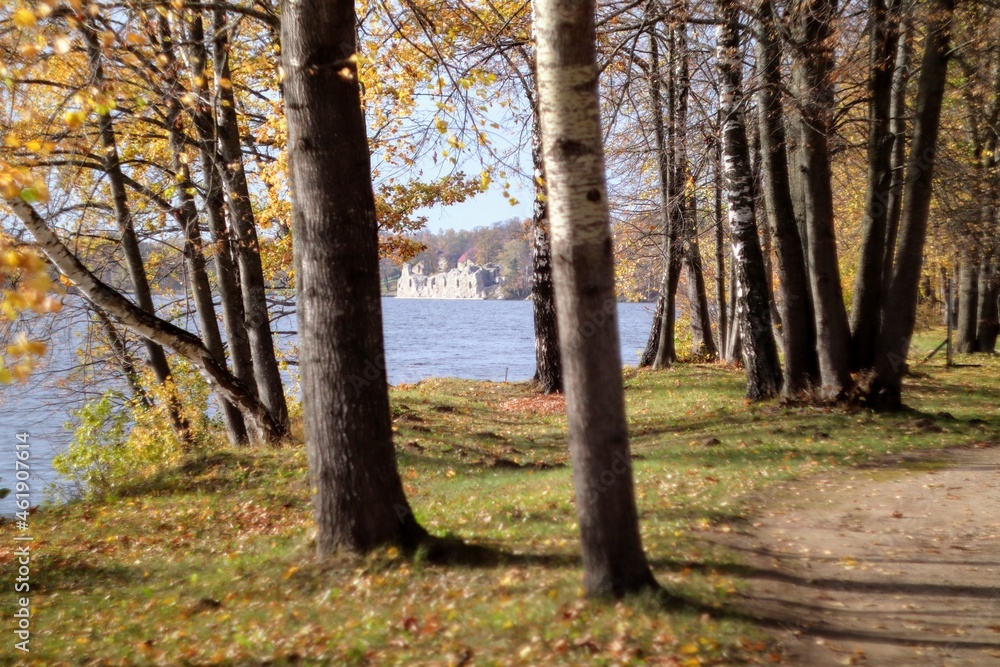 Fototapeta premium autumn in the forest