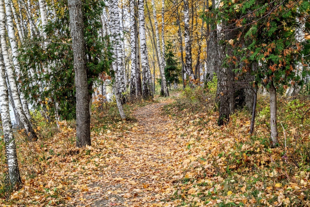 autumn in the forest autumn in the forest