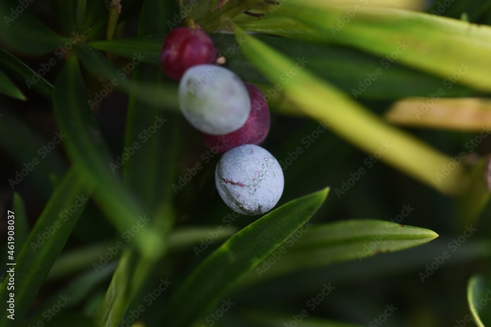 Podocarpus macrophyllus (Yew plum pine).
Podocarpaceae dioecious evergreen conifer. Mainly used for garden trees and hedges. Podocarpus macrophyllus (Yew plum pine).
Podocarpaceae dioecious evergreen conifer. Mainly used for garden trees and hedges.