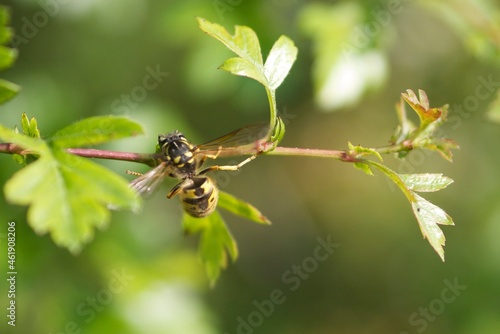 Bee on tree © ben