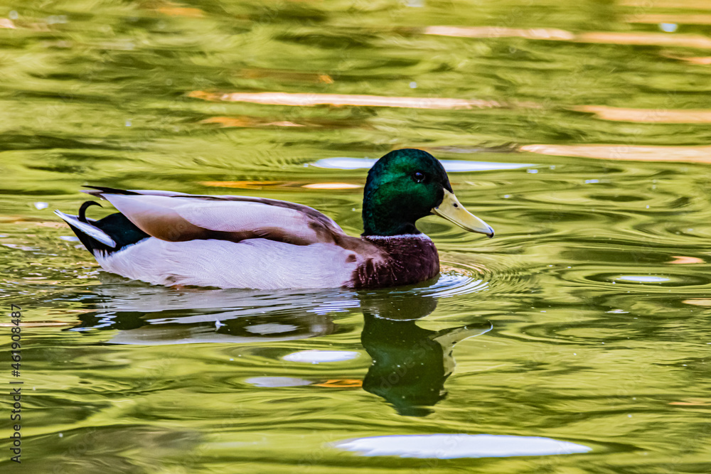 Obraz premium wild duck on the water