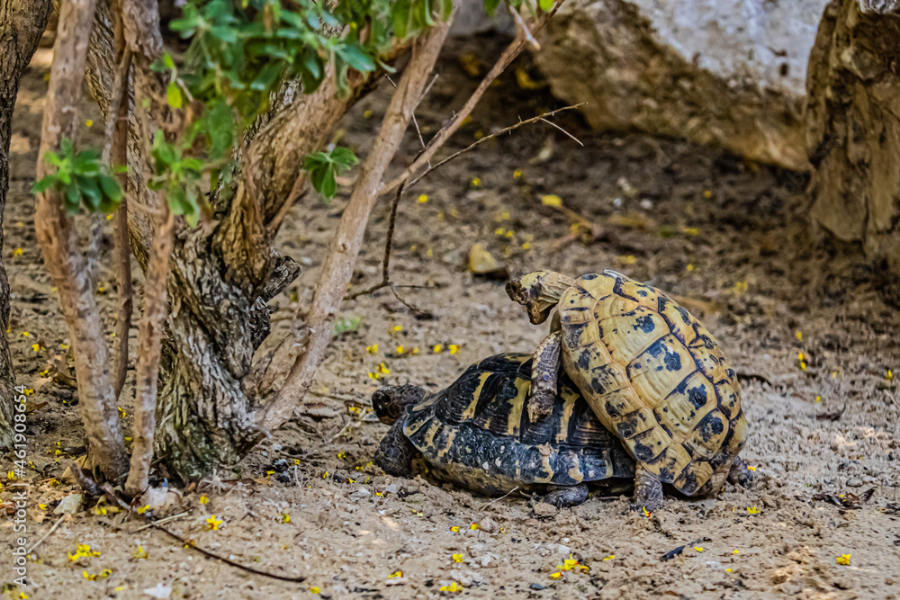 two turtles on the ground two turtles on the ground