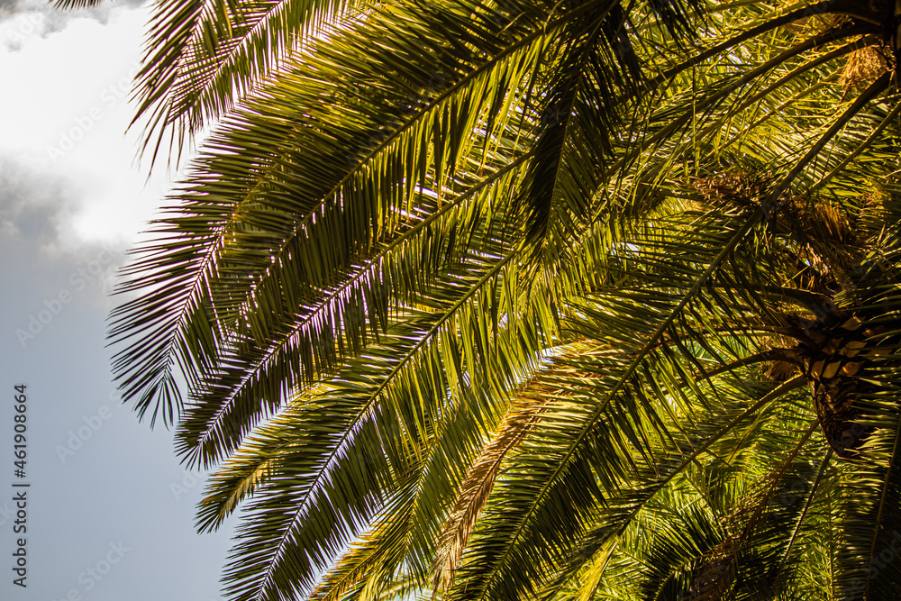 palm tree leaves close up