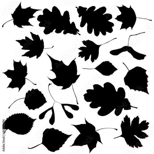A large set of silhouettes of autumn leaves from trees, vector illustration