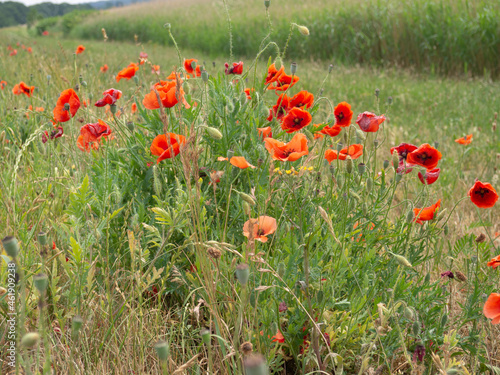 Poppies along the way