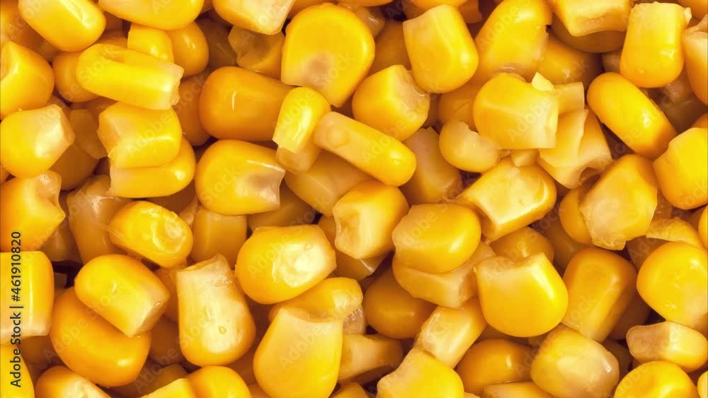 Cutting video of yellow corn. View from above. Cutting video of yellow corn. View from above.